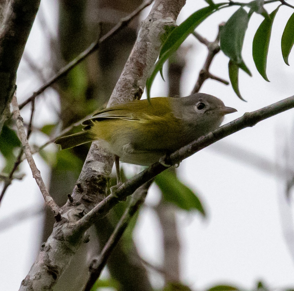 Lesser Greenlet - ML647358914