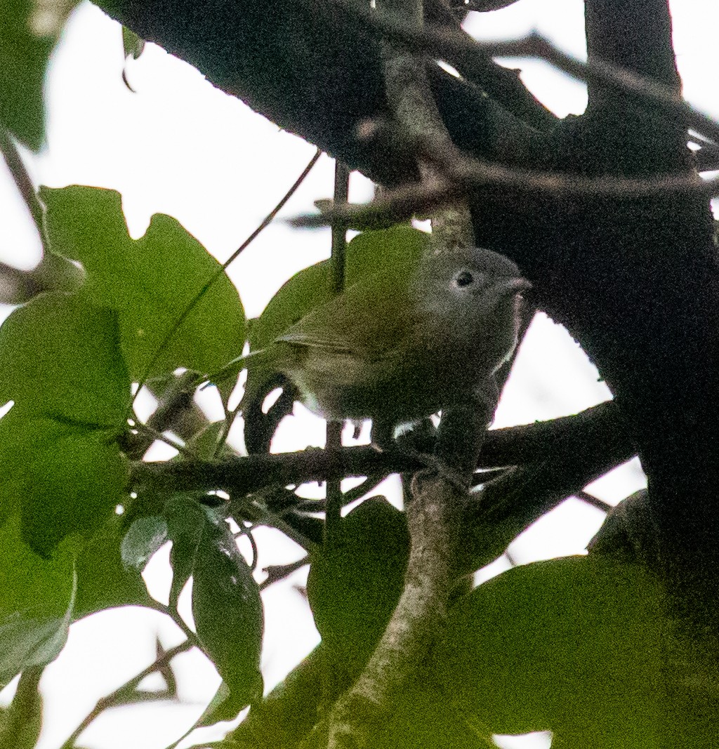 Lesser Greenlet - ML647358915