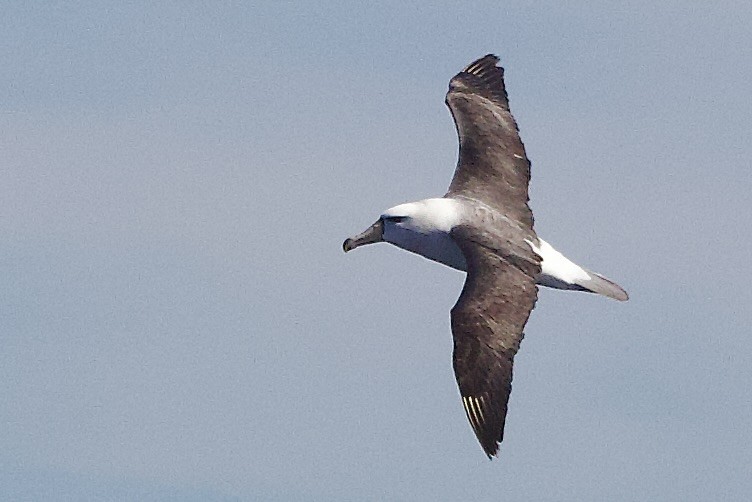 Black-browed Albatross (Black-browed) - ML647358917