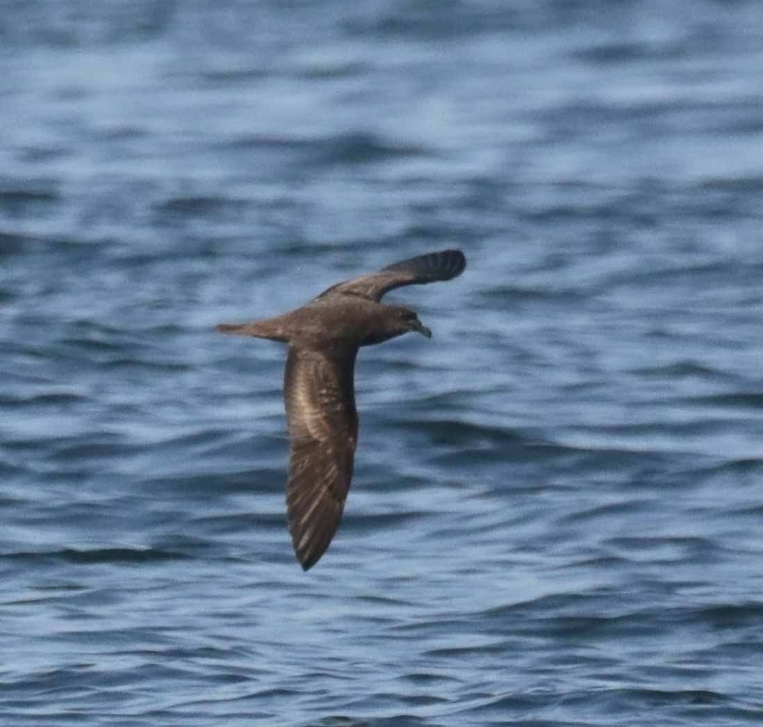 Jouanin's Petrel - ML647358918