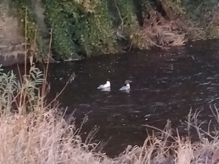 川秋沙 - ML647358919