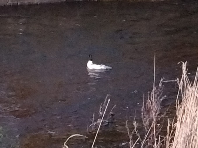 川秋沙 - ML647358920