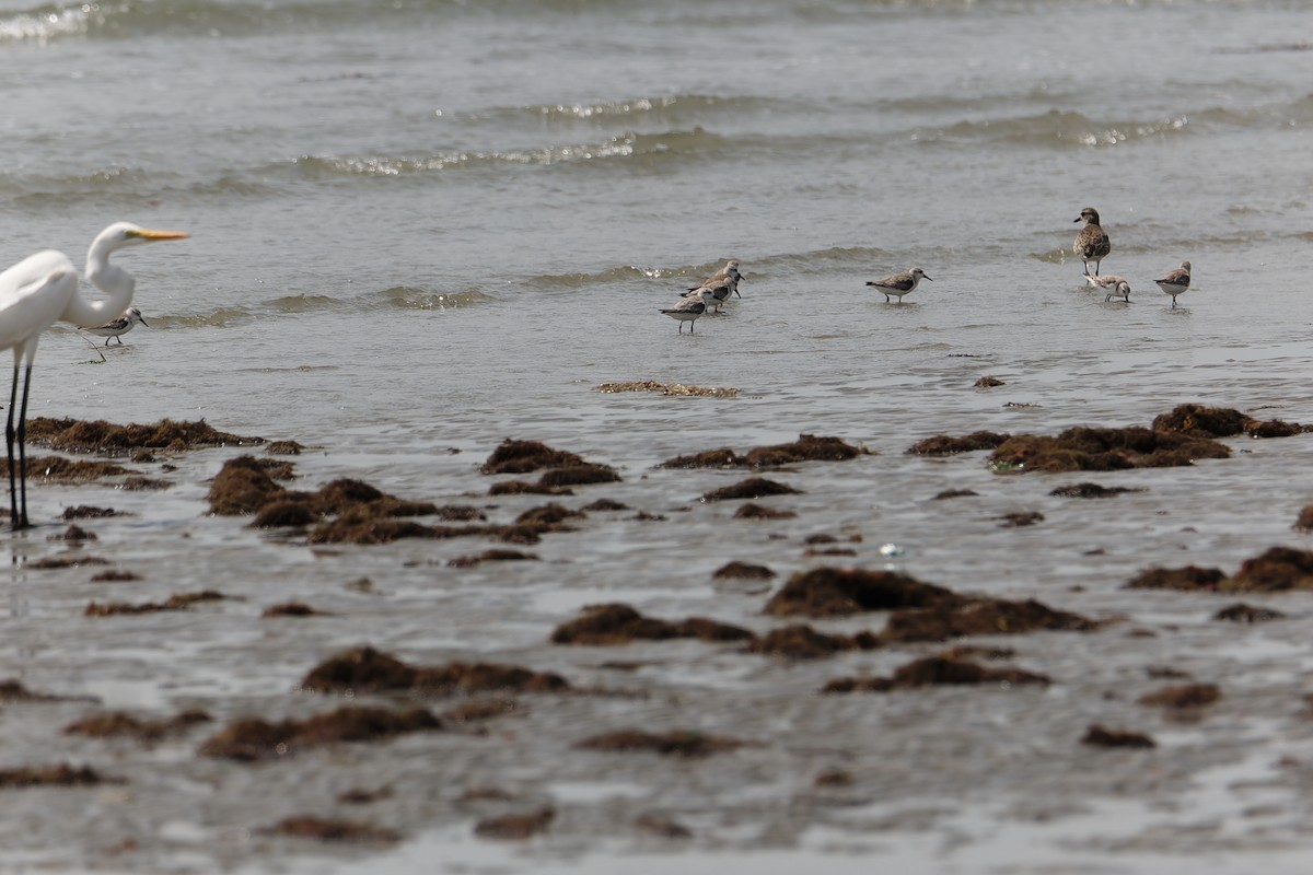 三趾濱鷸 - ML647358921