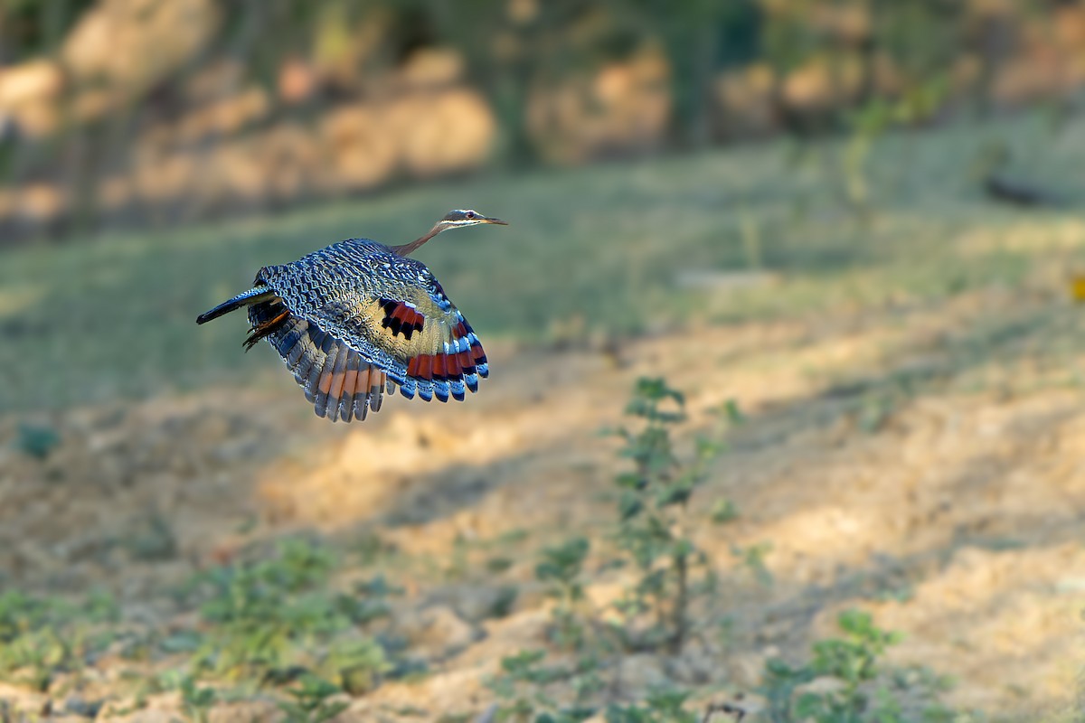 Sunbittern - ML647358922