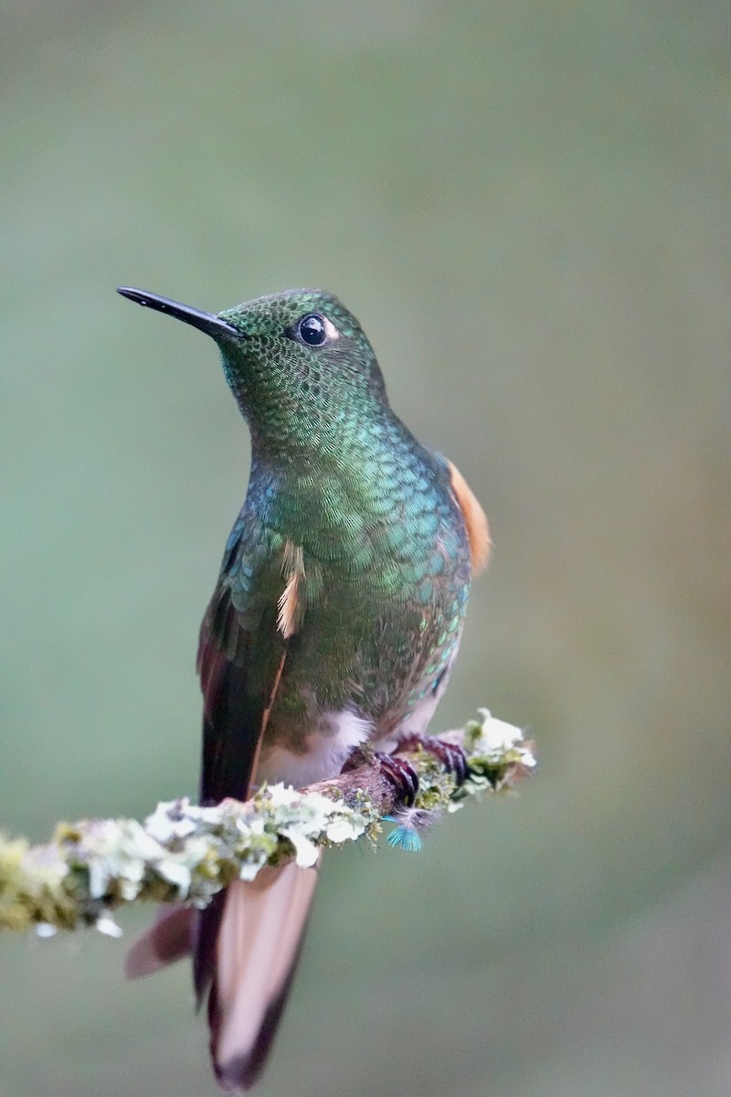 Buff-tailed Coronet - ML647358924
