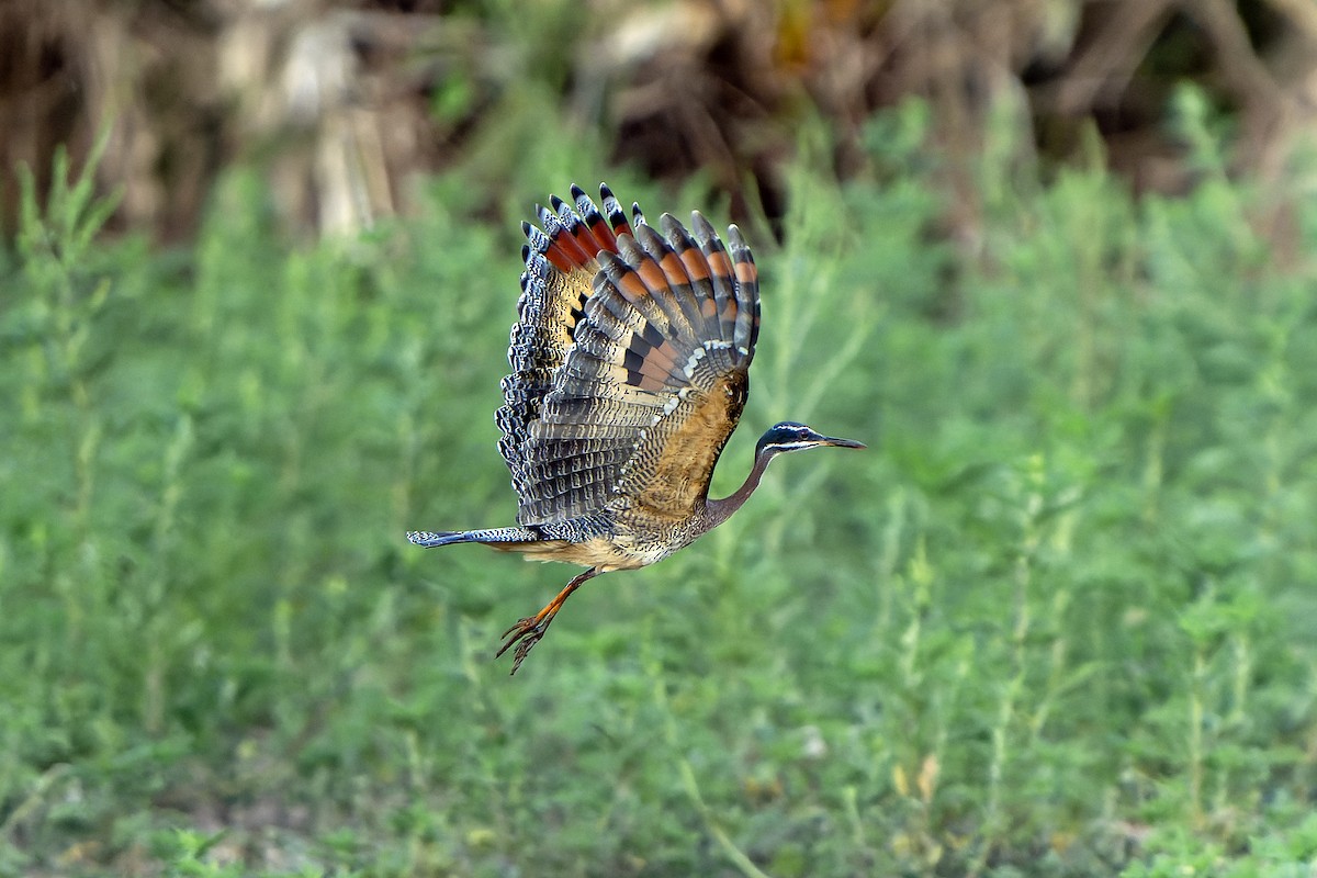 Sunbittern - ML647358925