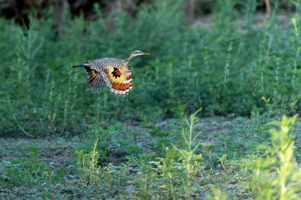 Sunbittern - ML647358926