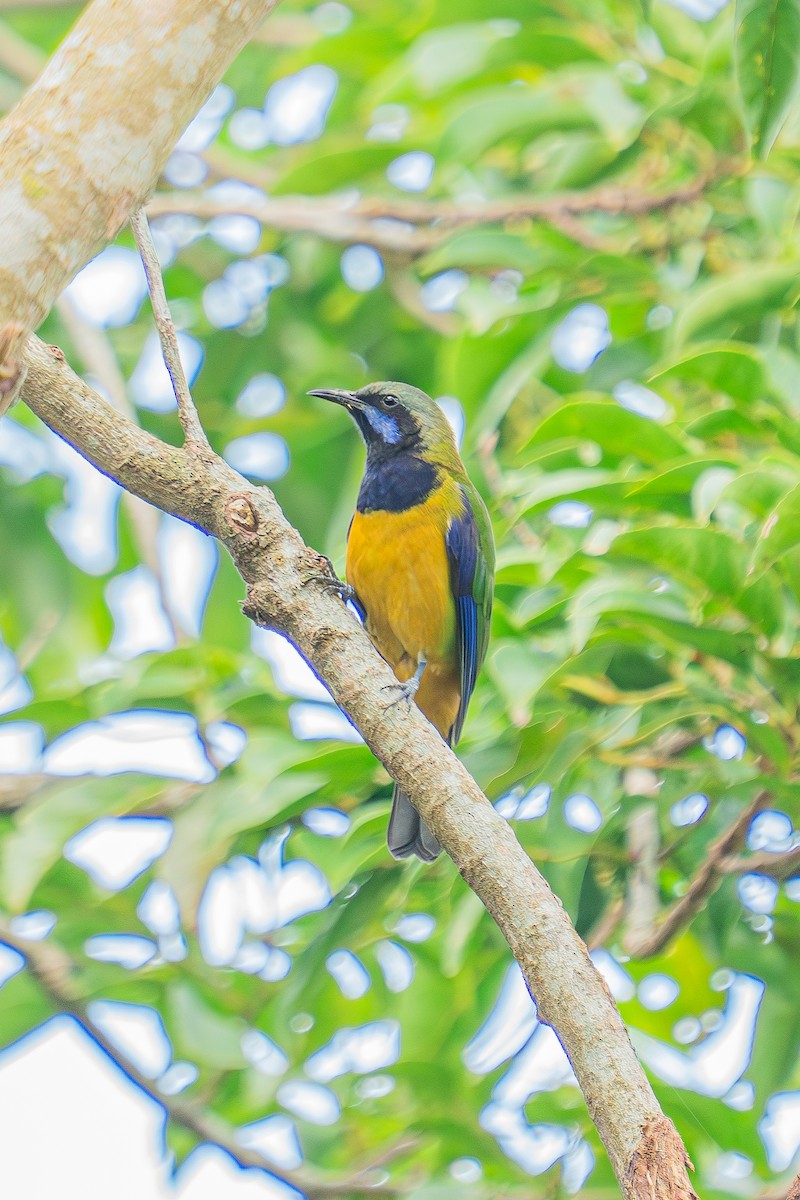 橙腹葉鵯 - ML647358934