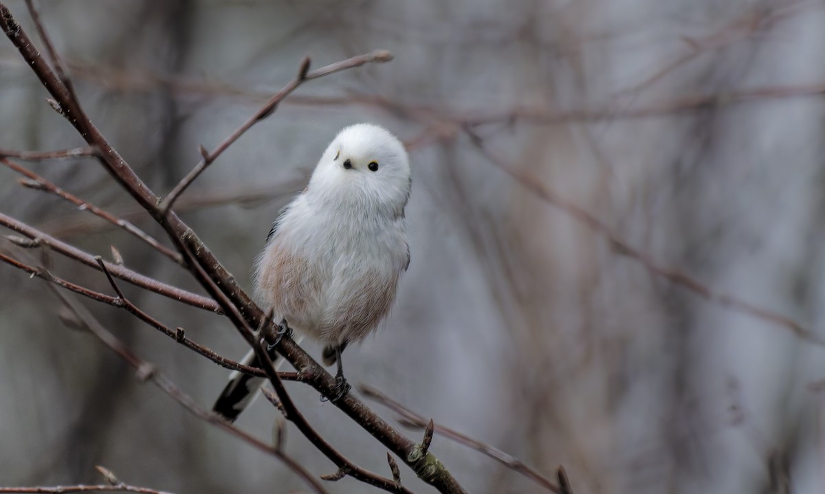 Long-tailed Tit - ML647358935