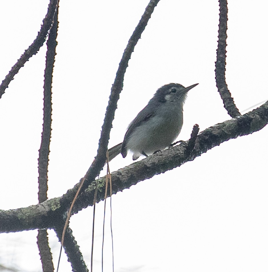 White-browed Gnatcatcher - ML647358944