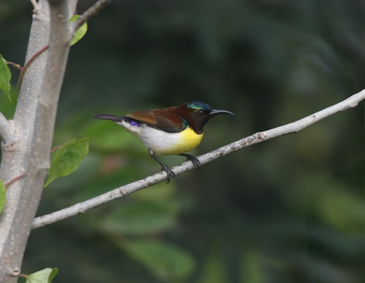 Purple-rumped Sunbird - ML647358946