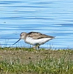 ביצנית אפורה - ML647358951