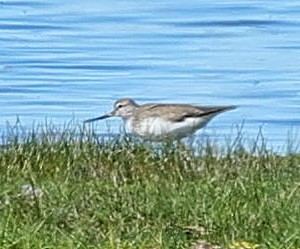 ביצנית אפורה - ML647358952