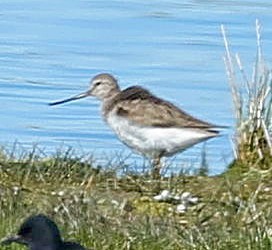 ביצנית אפורה - ML647358953