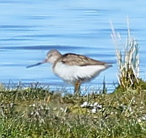 ביצנית אפורה - ML647358954