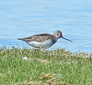 ביצנית אפורה - ML647358955