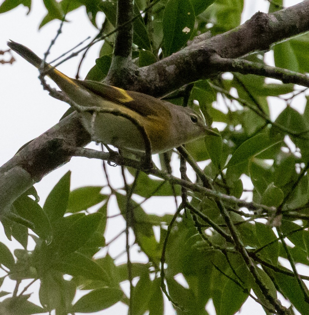סבכון חכלילי - ML647358960