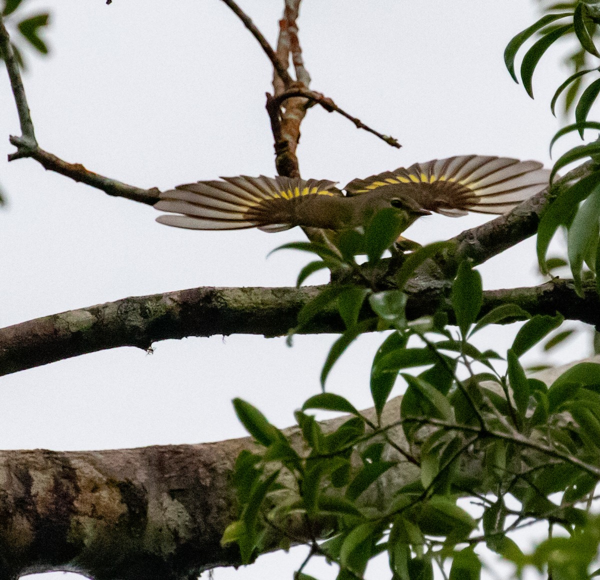 סבכון חכלילי - ML647358961