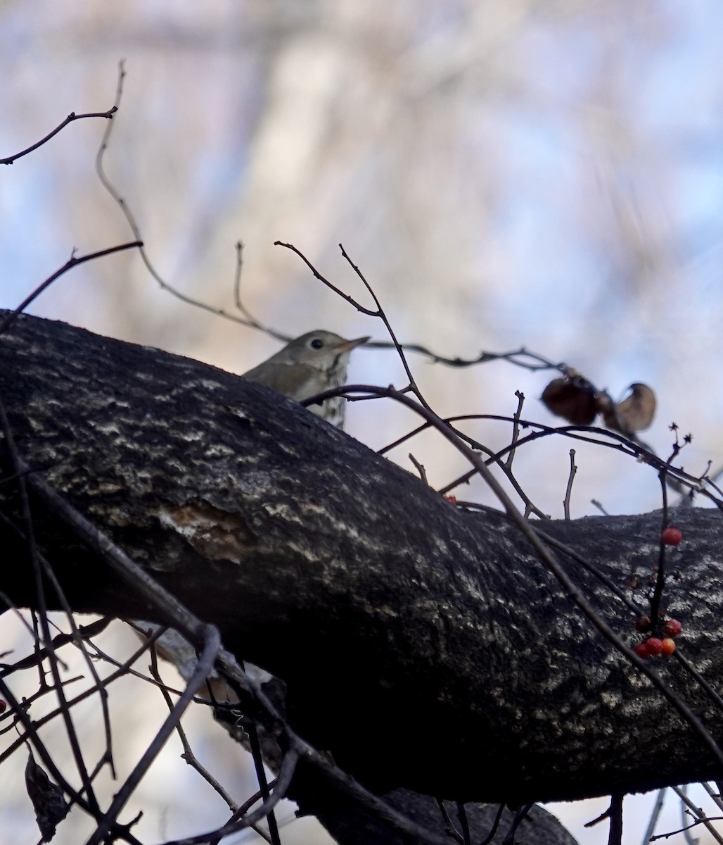 Einsiedler-Musendrossel - ML647358982