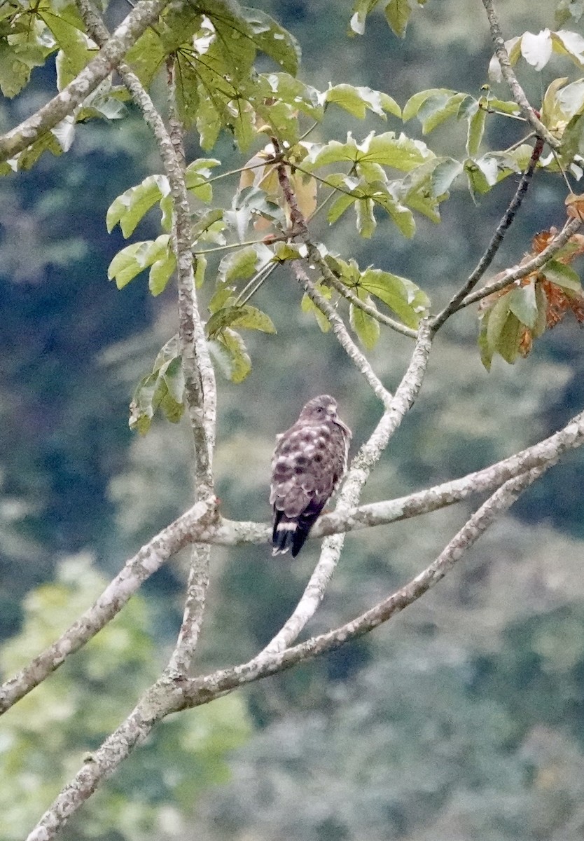 Broad-winged Hawk - ML647358985