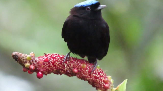 Салтарин оксамитовий - ML647358988