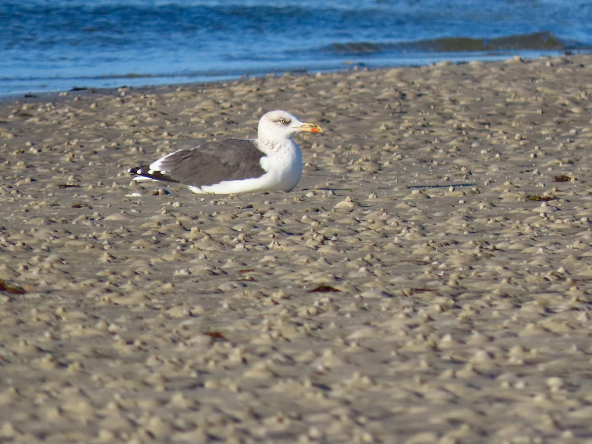 Lesser Black-backed Gull - ML647358993
