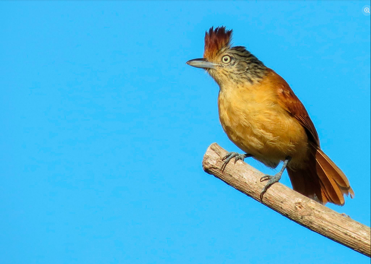 Barred Antshrike (Barred) - ML647358997