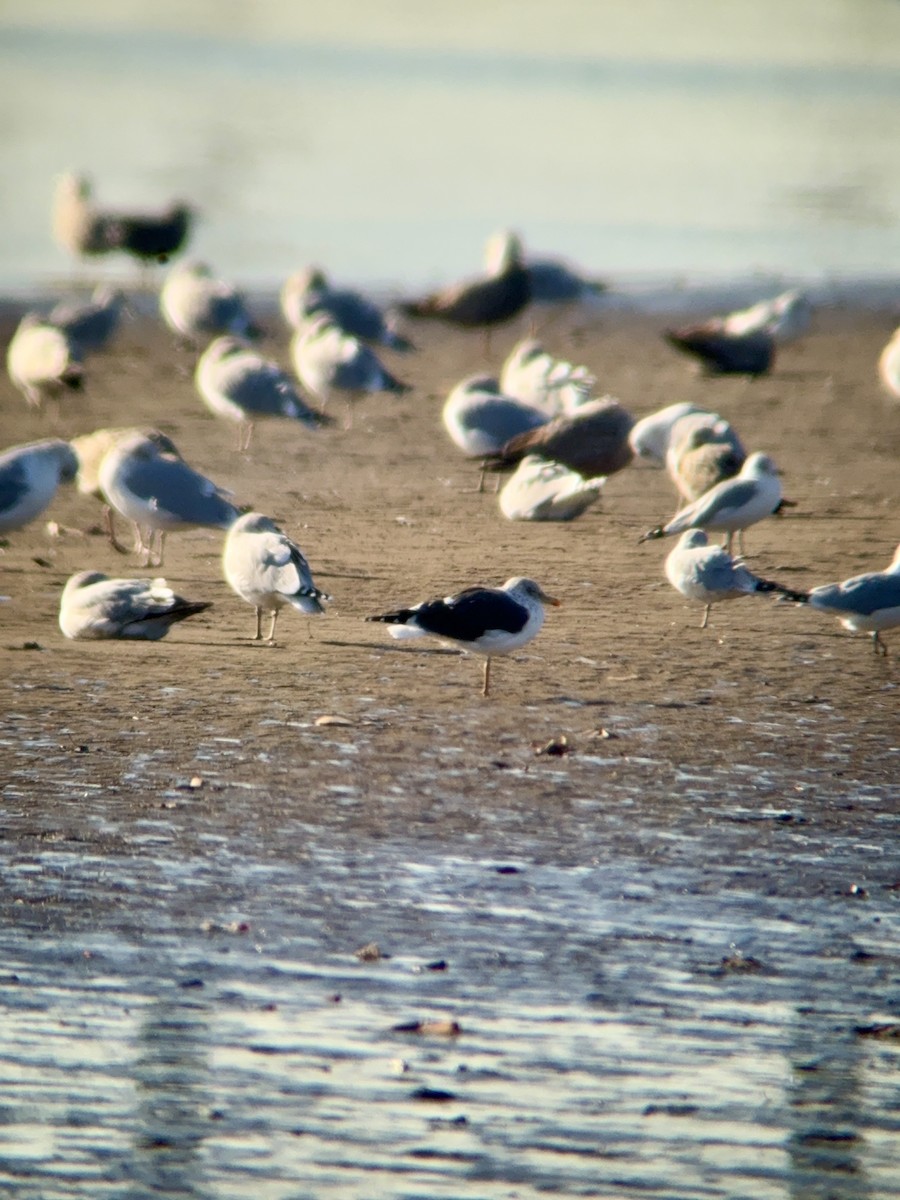 Lesser Black-backed Gull - ML647359000