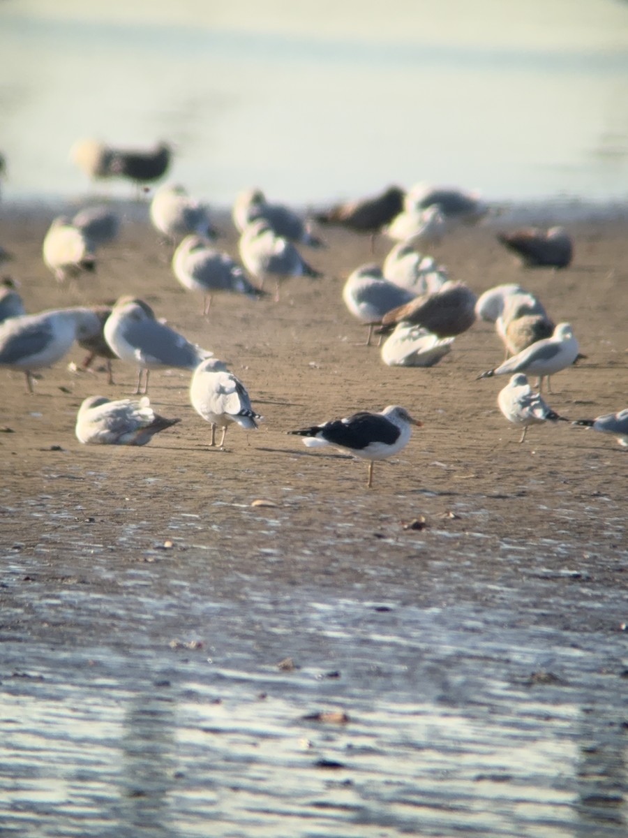 Lesser Black-backed Gull - ML647359001