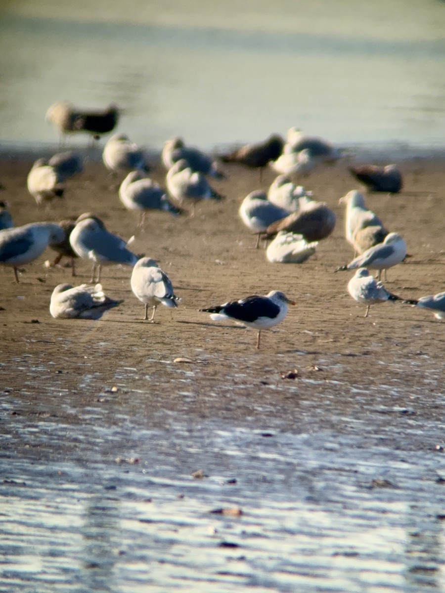 Lesser Black-backed Gull - ML647359002