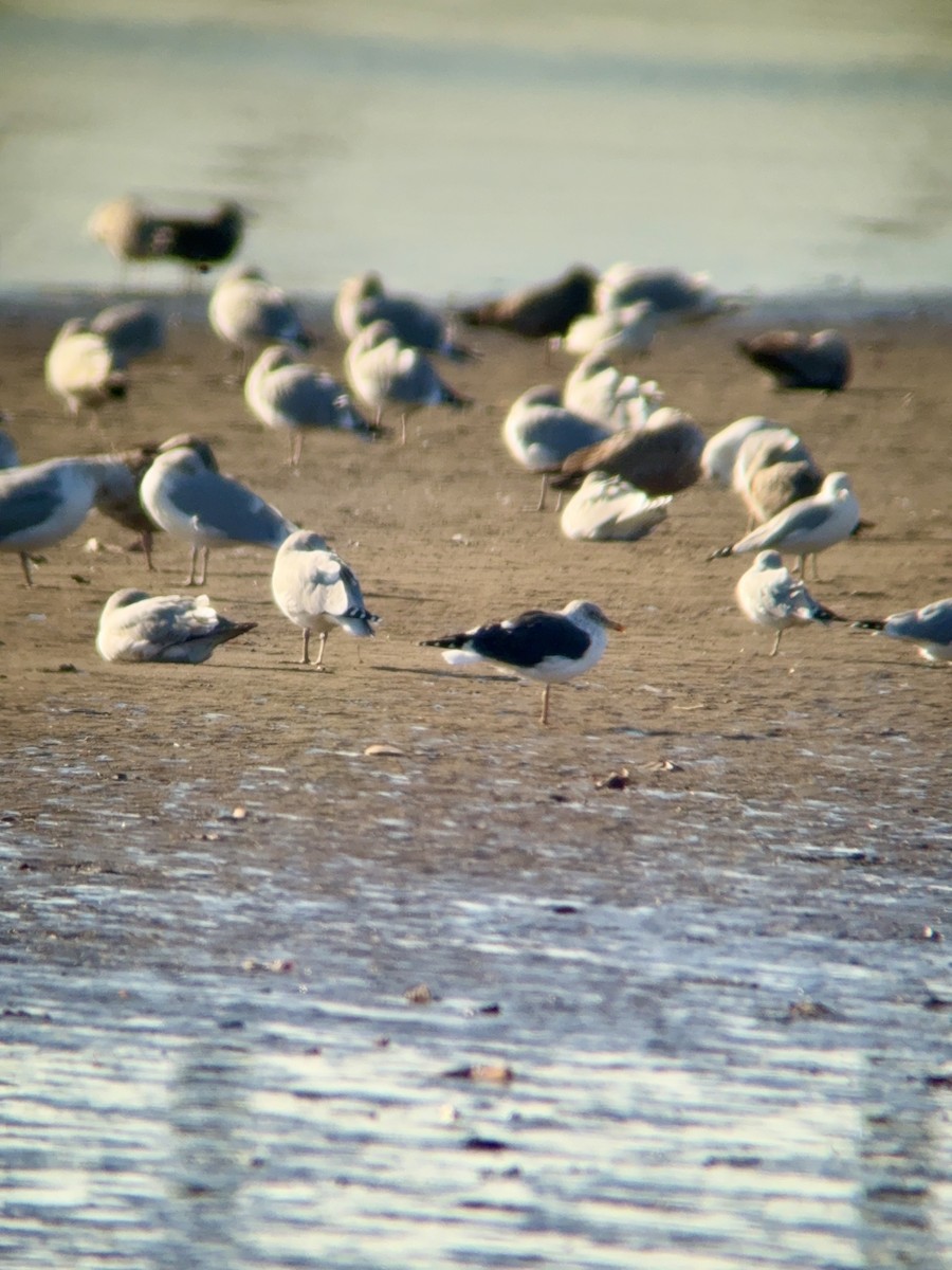 Lesser Black-backed Gull - ML647359003
