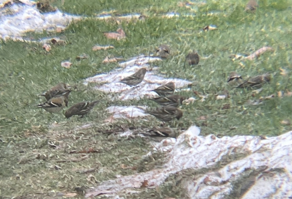 Pine Siskin - ML647359004