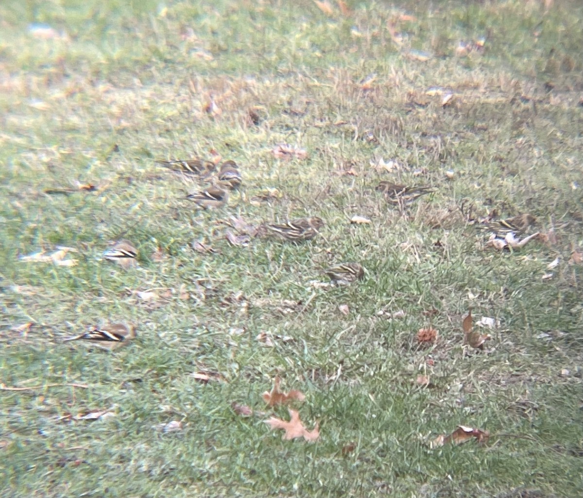 Pine Siskin - ML647359005