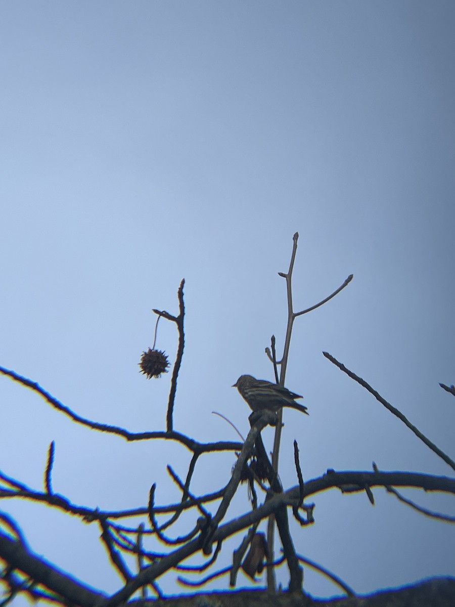 Pine Siskin - ML647359006