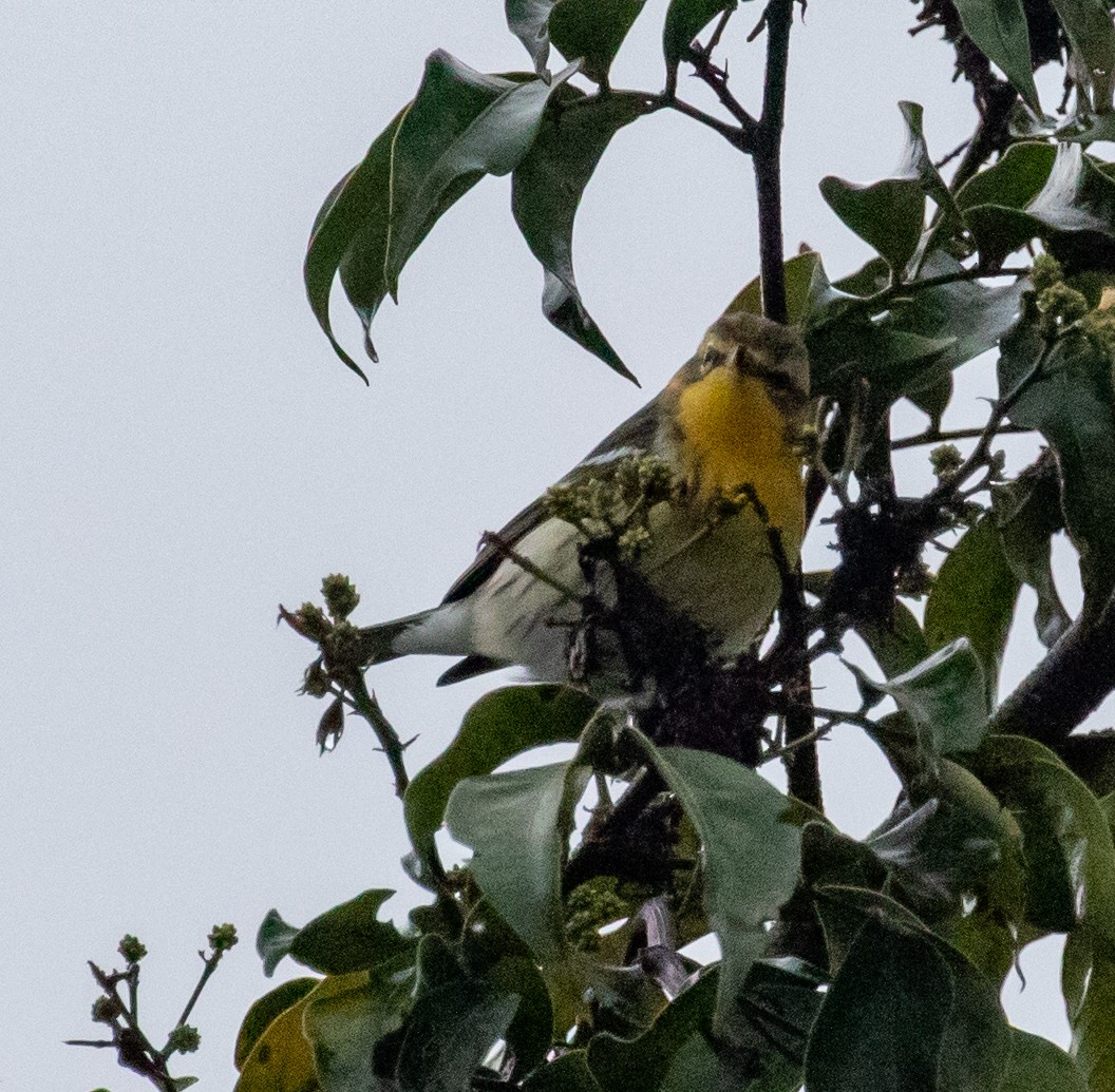 Blackburnian Warbler - ML647359015
