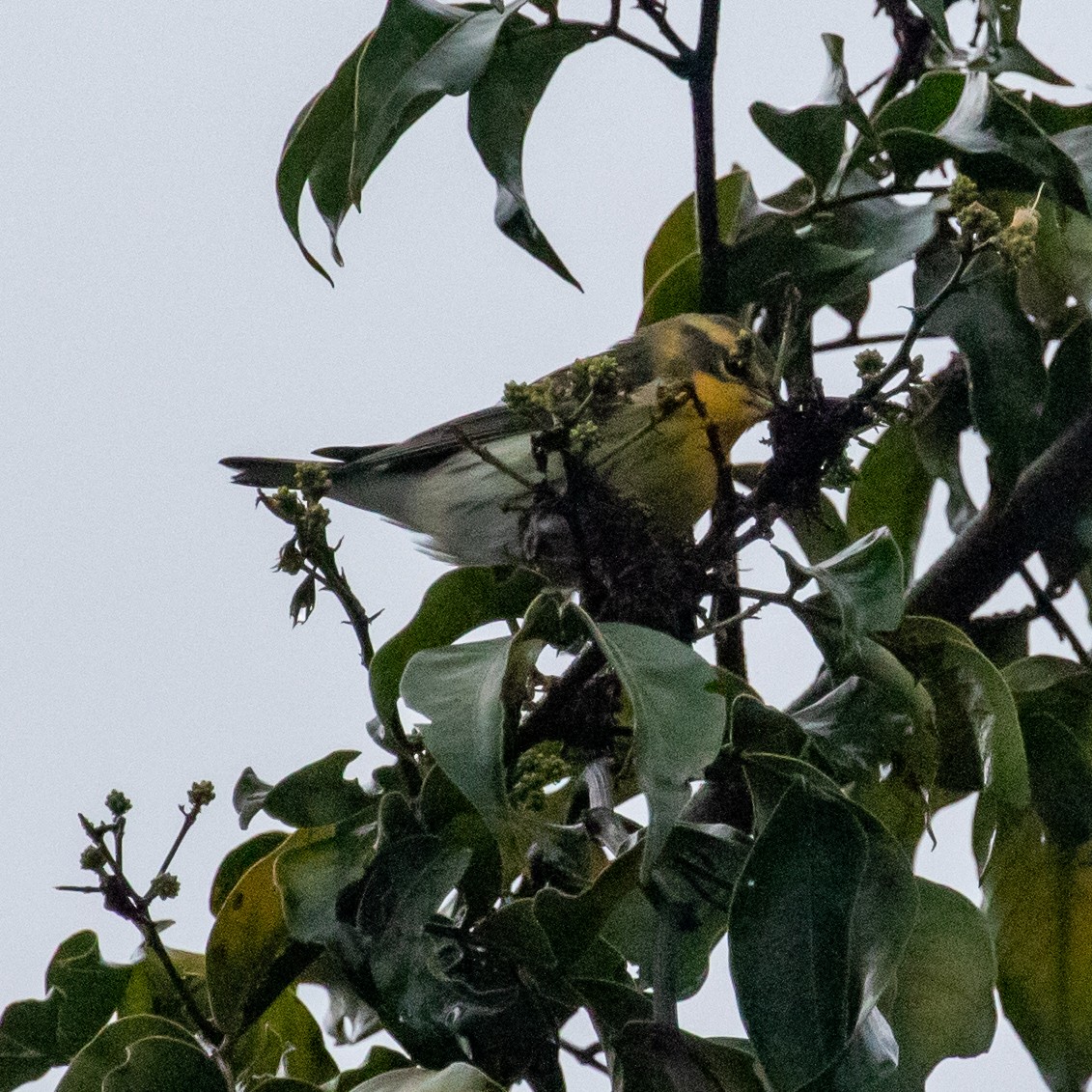 Blackburnian Warbler - ML647359016