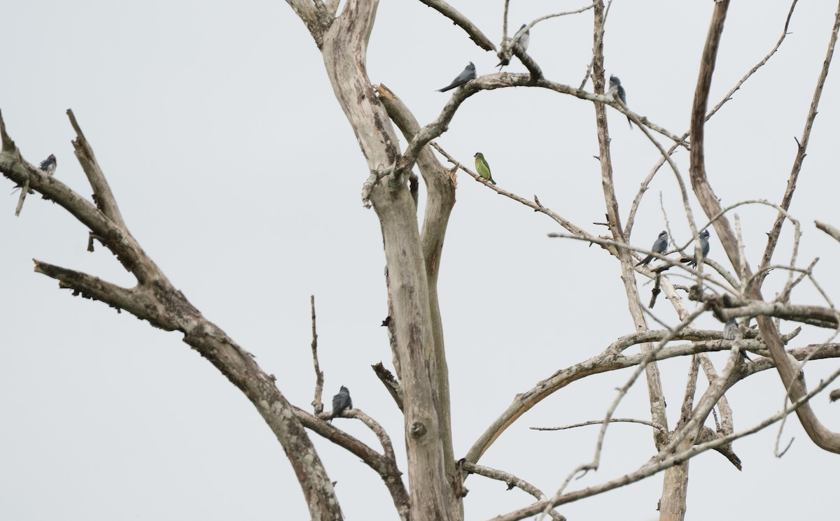 Бородастик західний - ML647359065