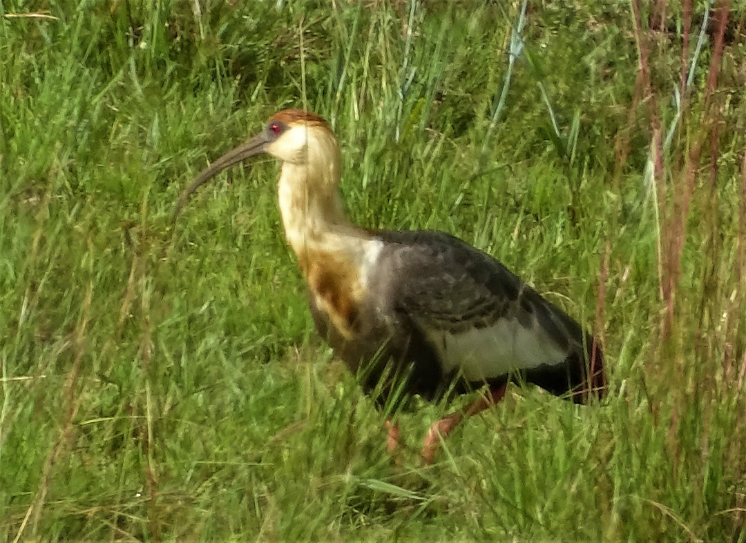 Buff-necked Ibis - ML647359074
