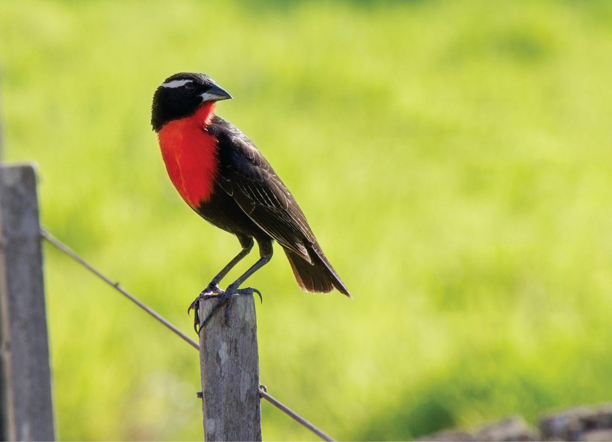White-browed Meadowlark - ML647359080