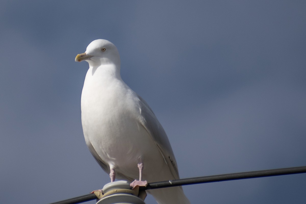Glaucous Gull - ML647359081
