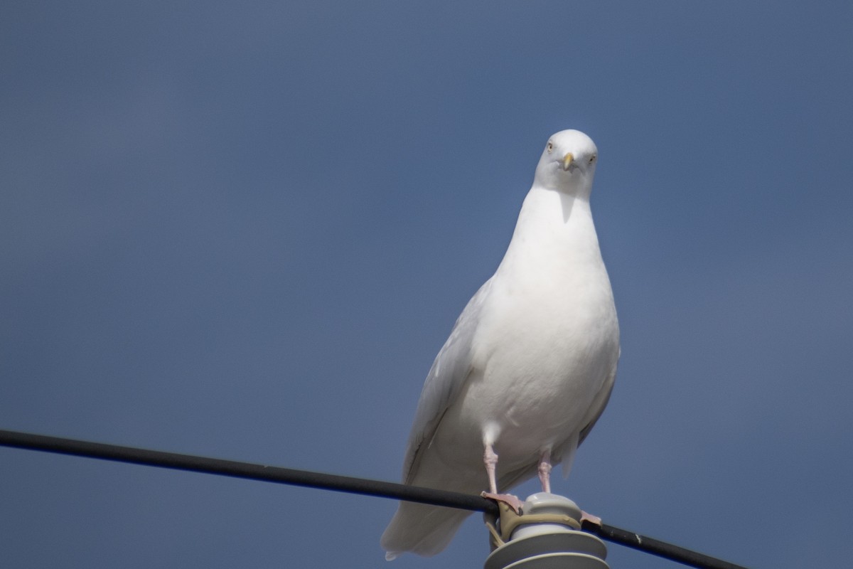 Glaucous Gull - ML647359082