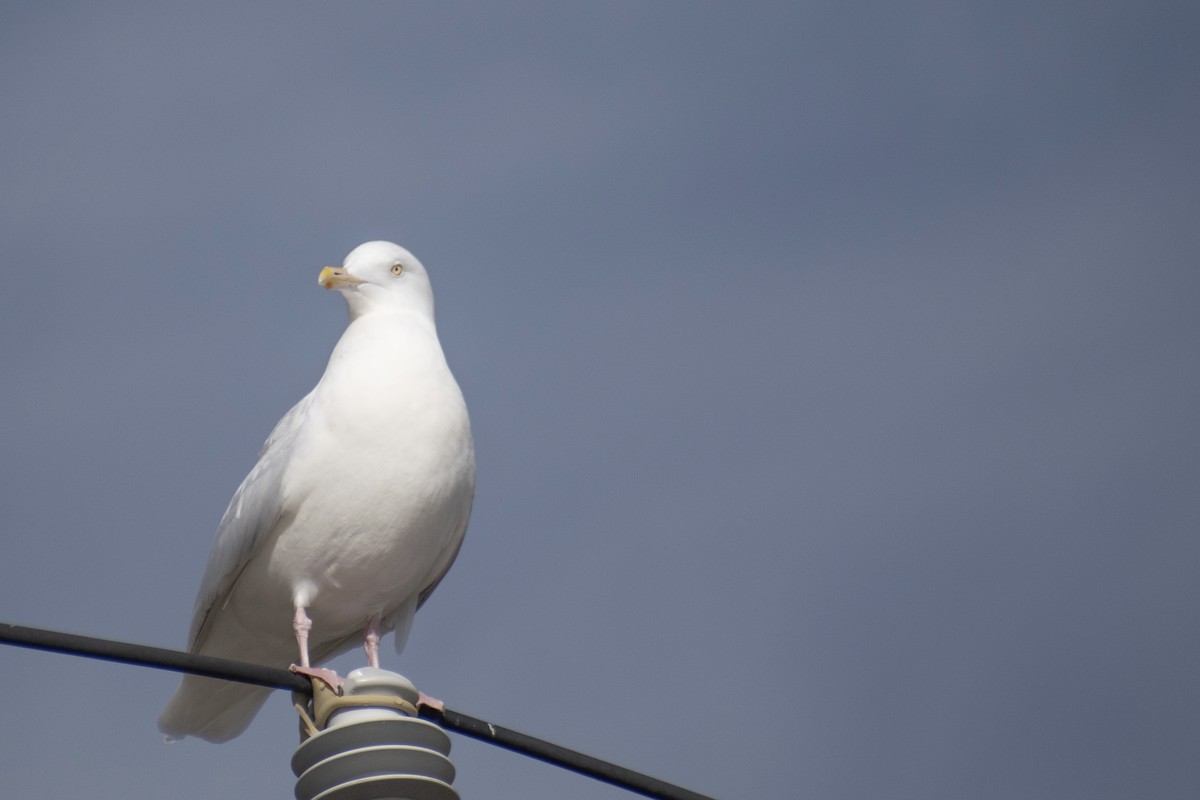 Glaucous Gull - ML647359083