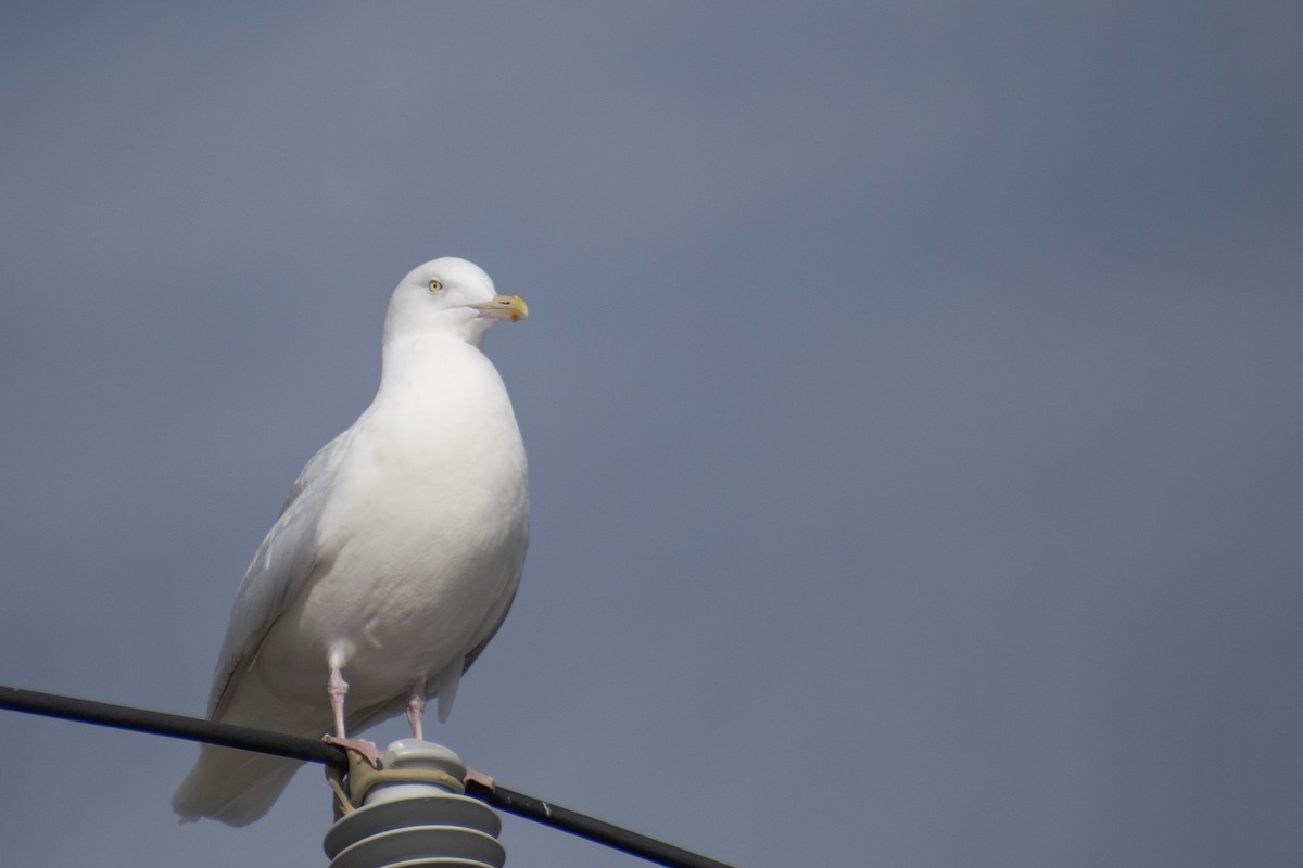 Glaucous Gull - ML647359084