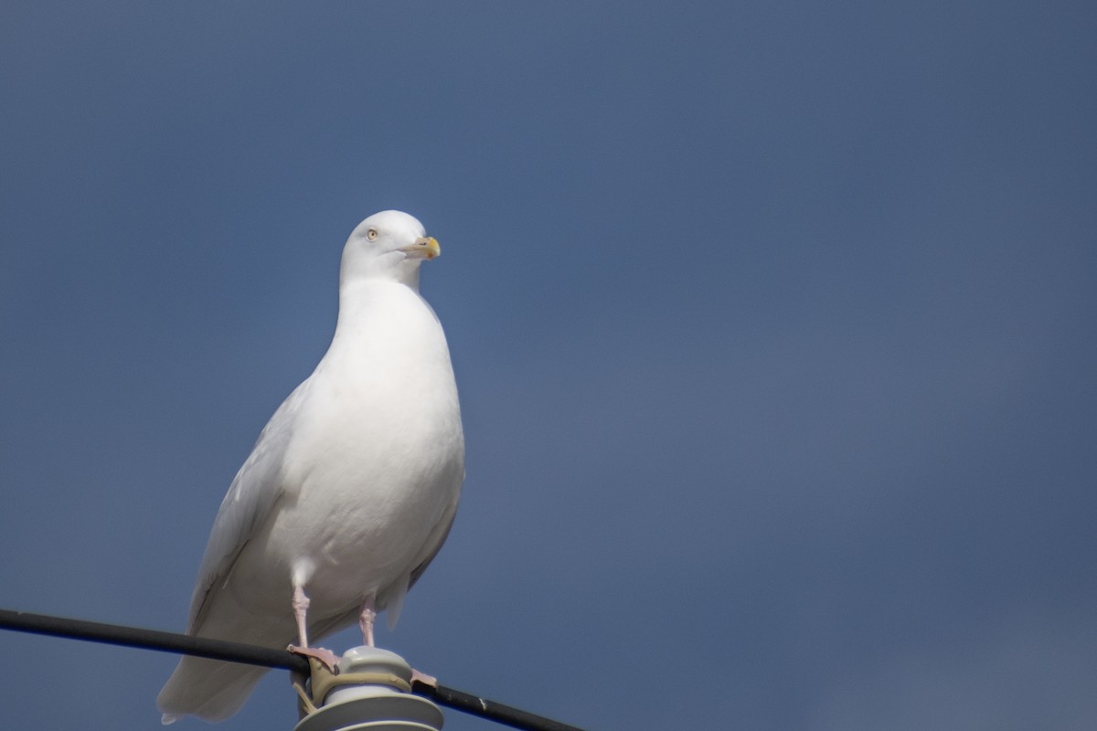 Glaucous Gull - ML647359086