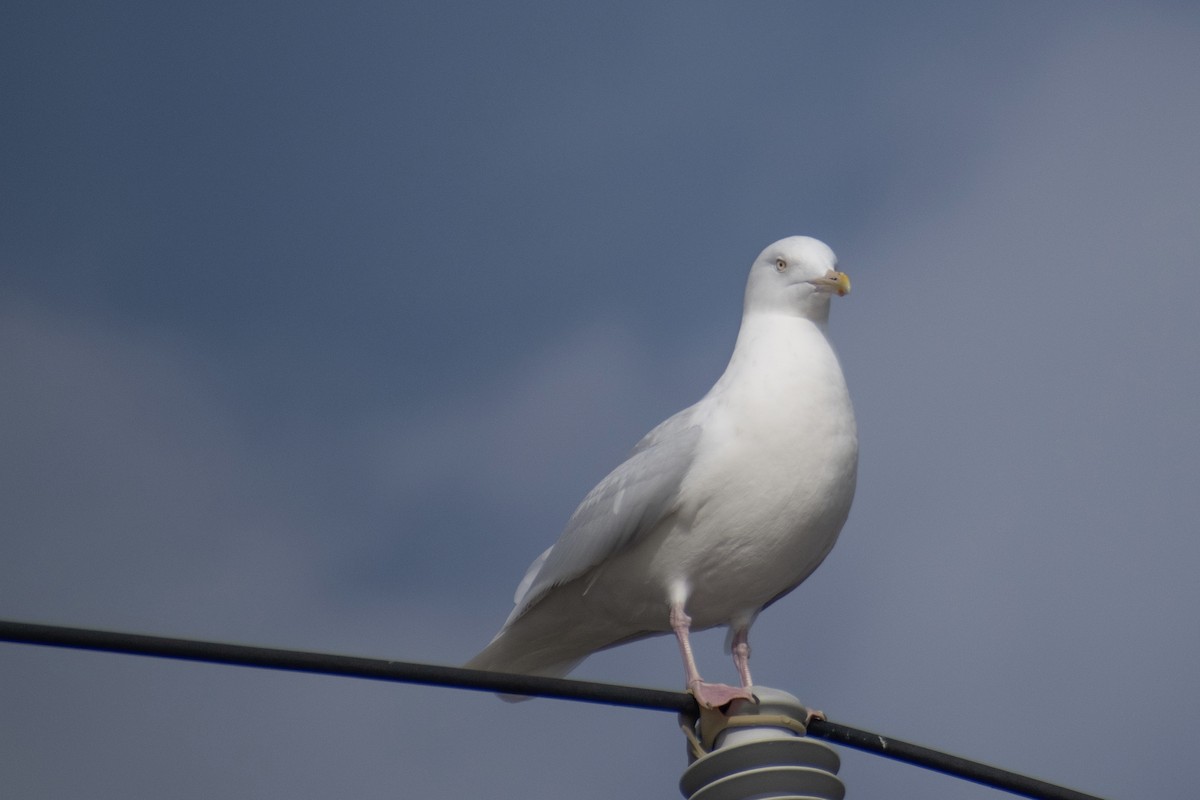 Glaucous Gull - ML647359087