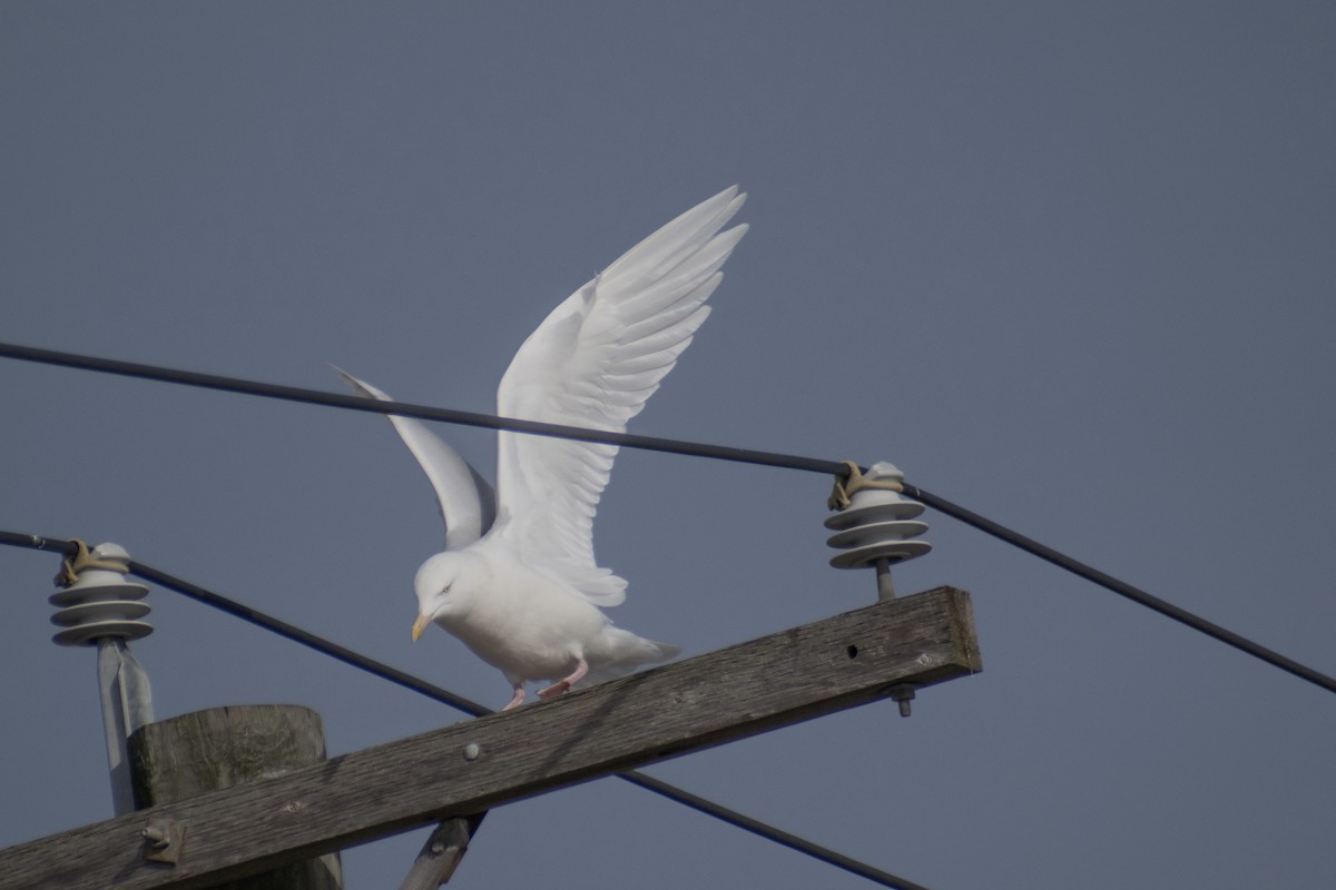 Glaucous Gull - ML647359088