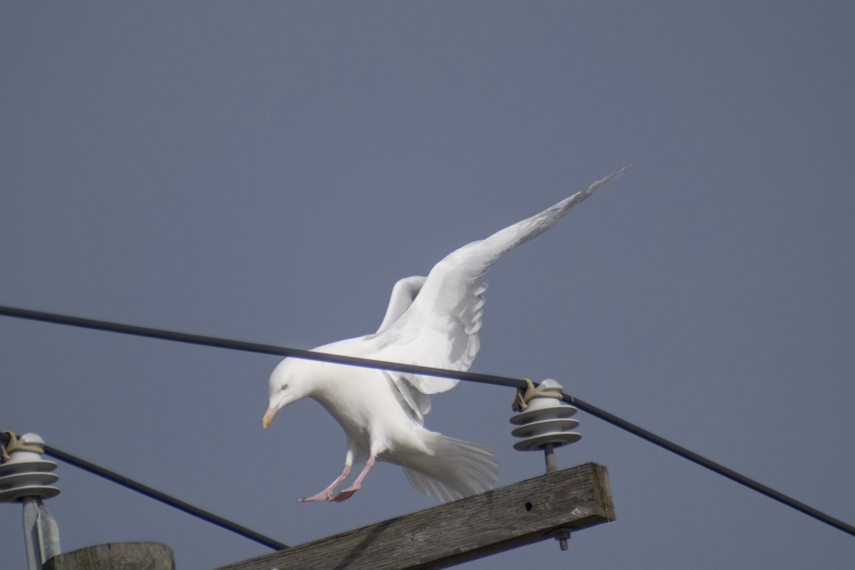Glaucous Gull - ML647359089