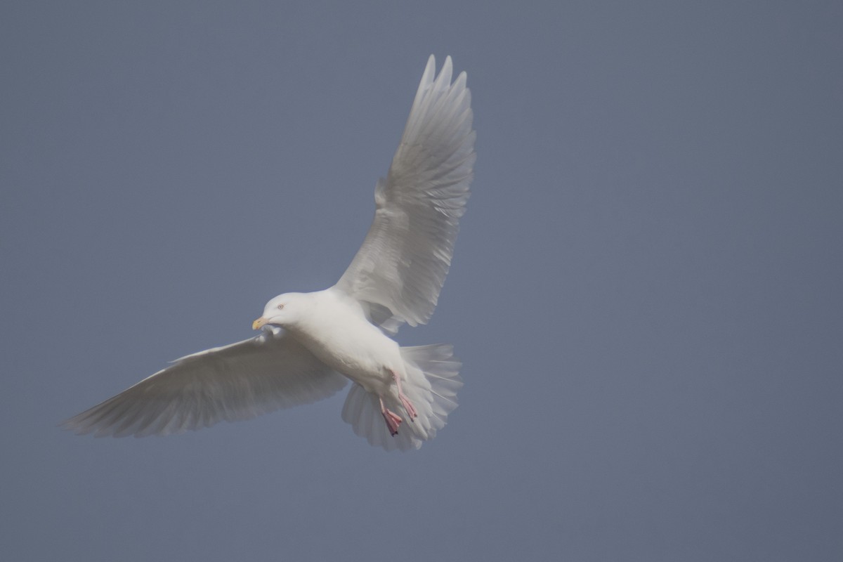 Glaucous Gull - ML647359090