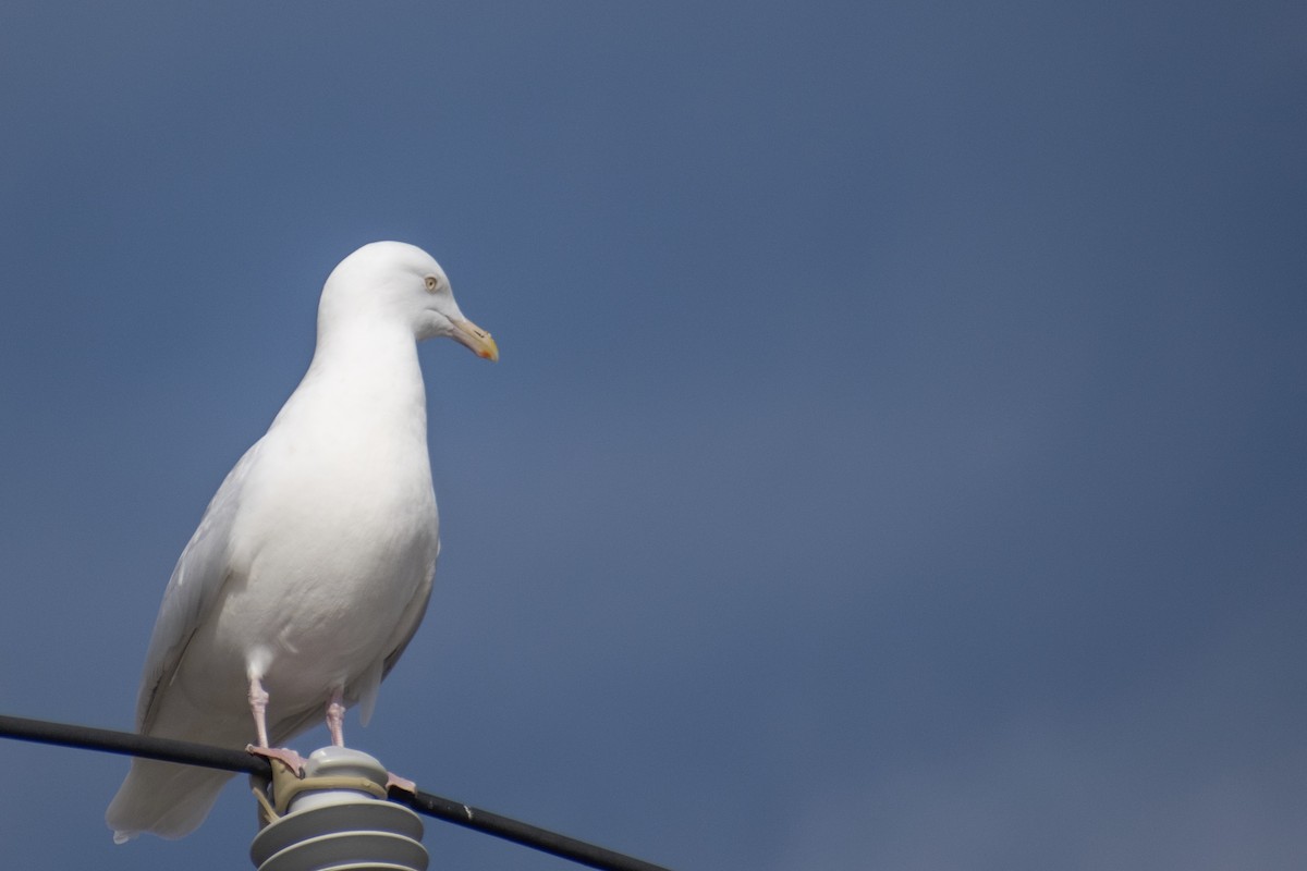 Glaucous Gull - ML647359091