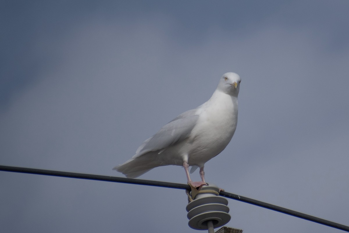 Glaucous Gull - ML647359092